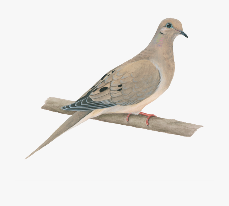 Transparent Background Mourning Dove Clipart , Png