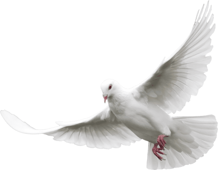 Pigeons and doves Portable Network Graphics Clip art Desktop