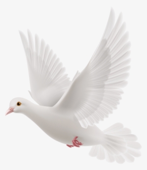 White dove png.
