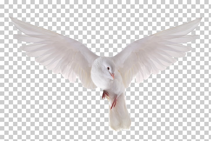 Columbidae Stock photography , DOVE PNG clipart