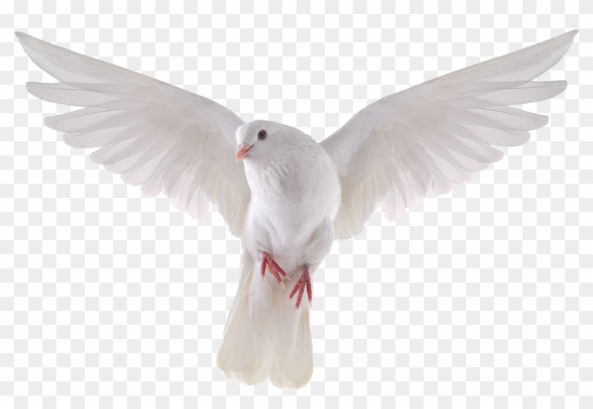 Pigeon png clipart.