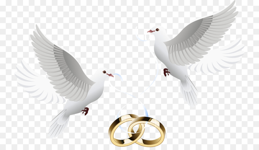 Wedding Dove clipart