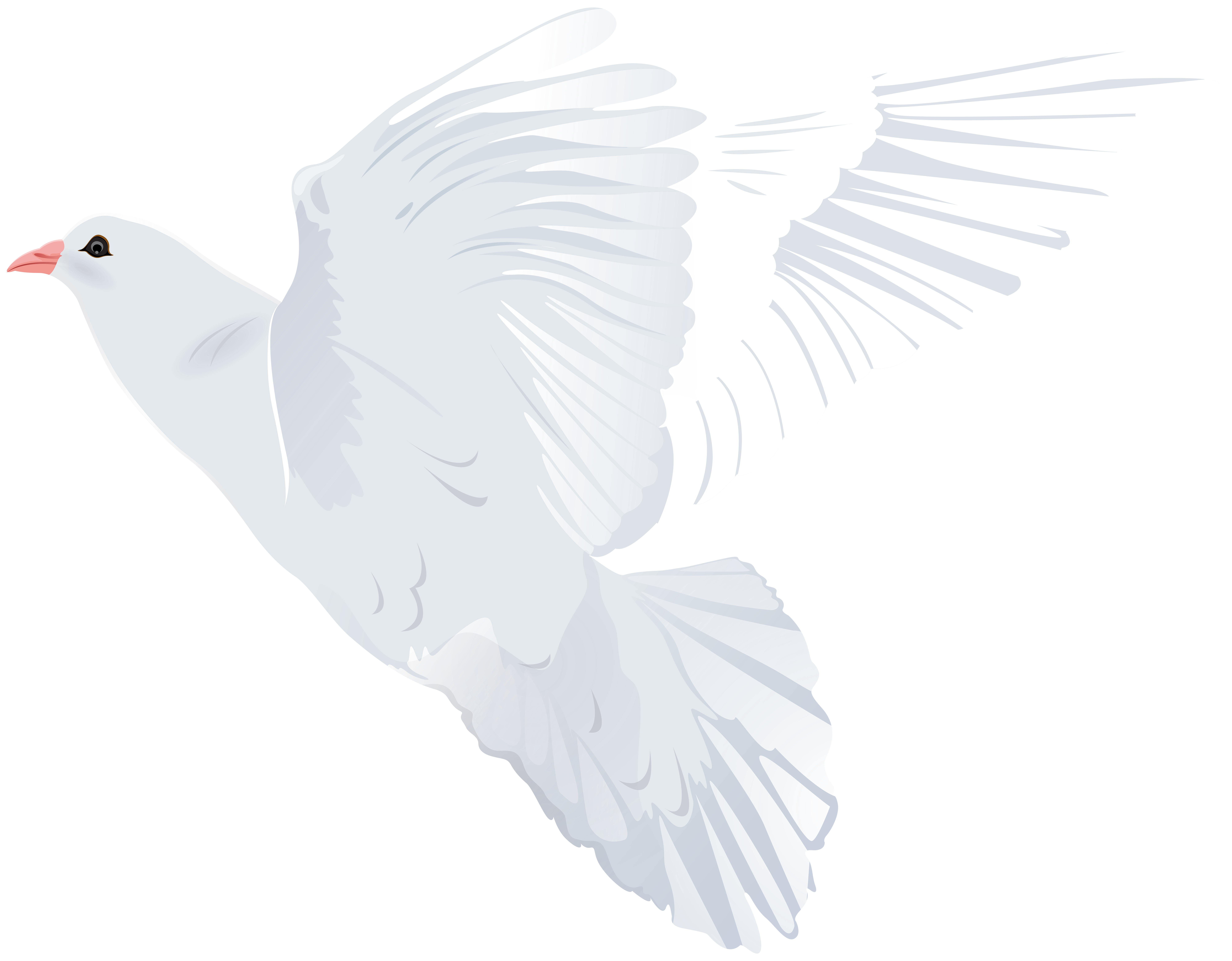 White dove transparent.