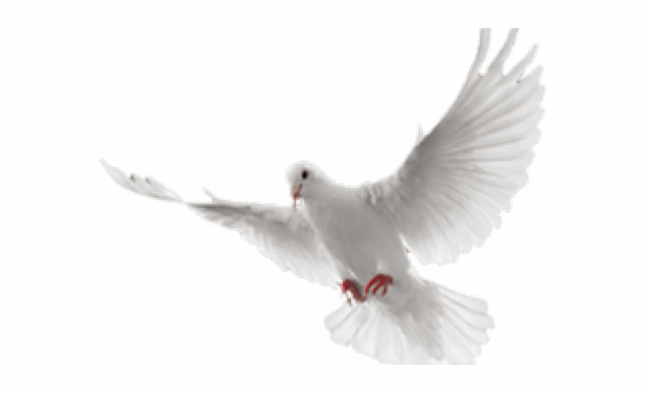 White Dove Clipart In Flight