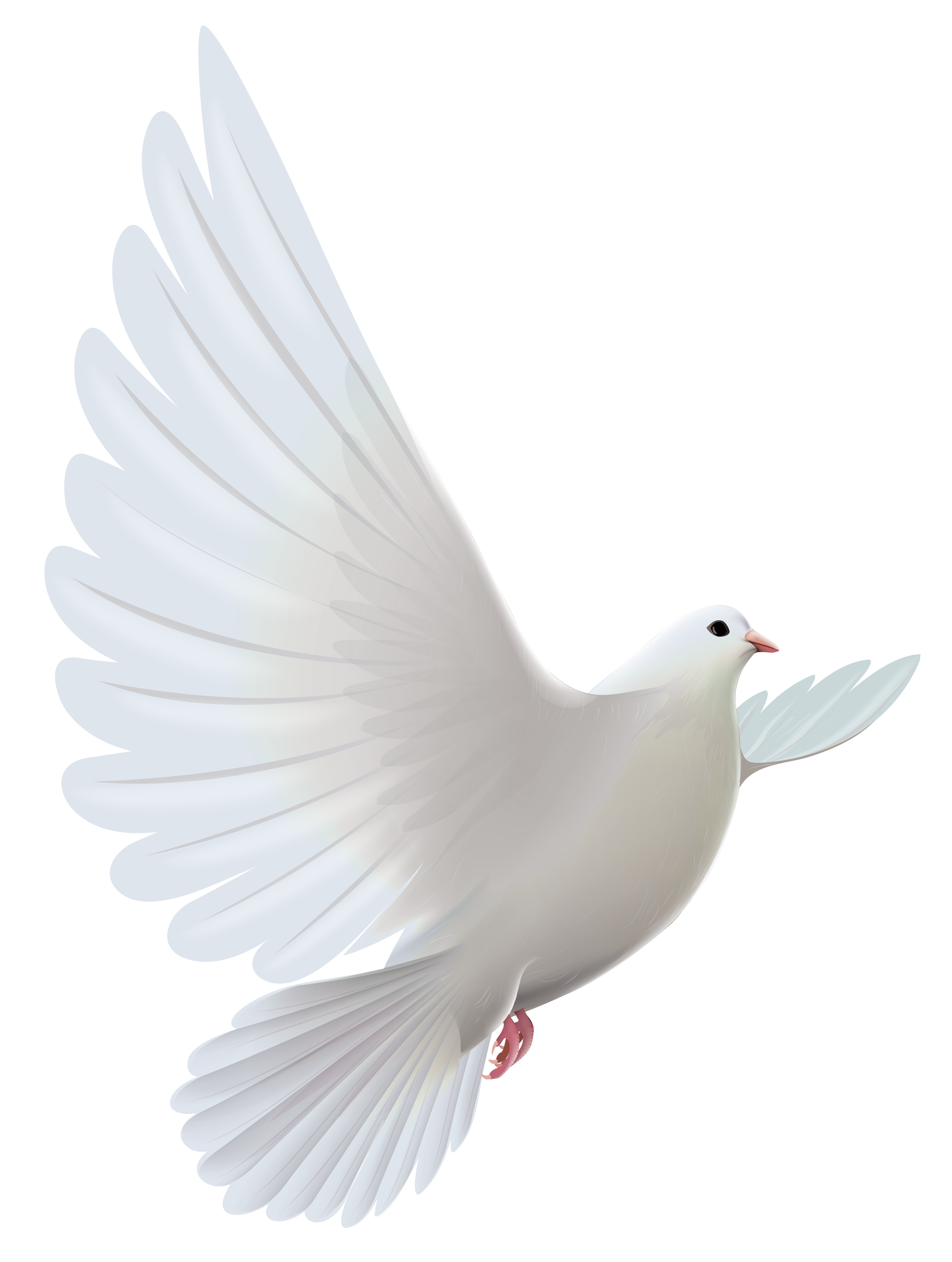 White Dove Transparent PNG Clipart