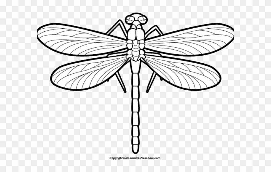 Dragonfly clipart scroll.