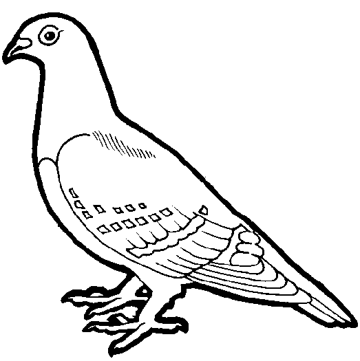 Pigeon clip art.