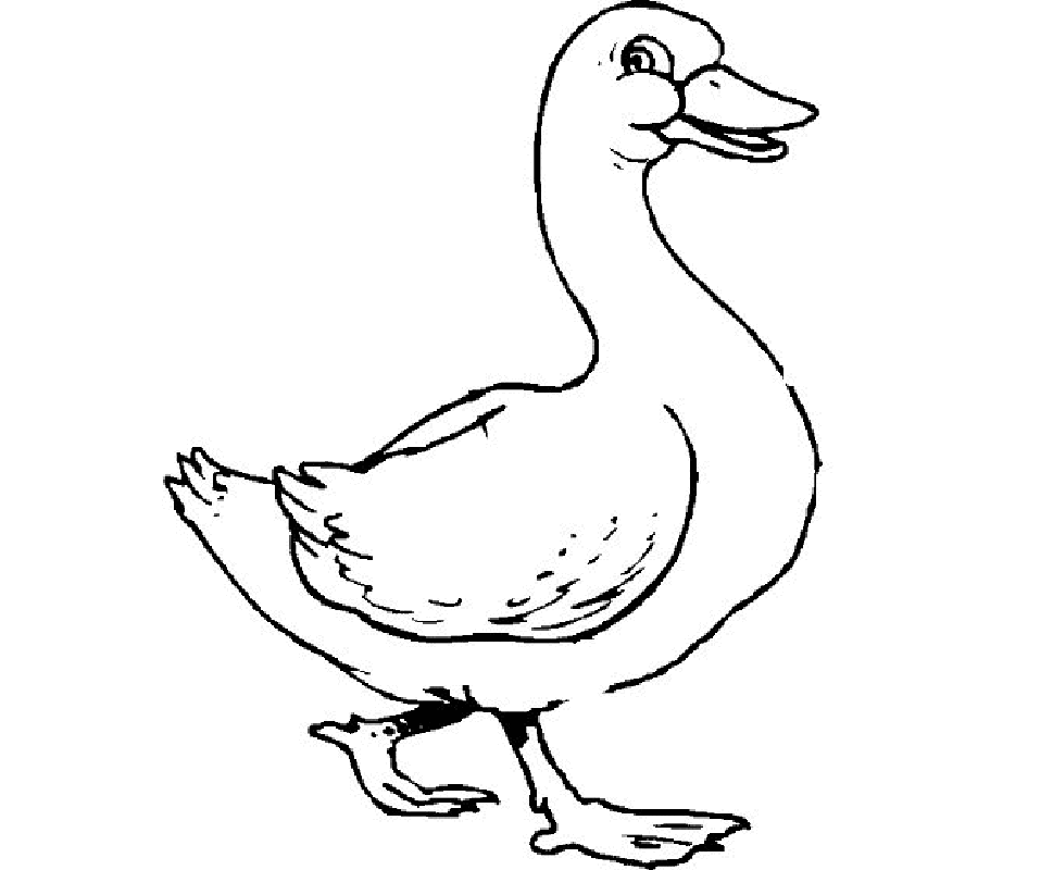 Free duck drawing.