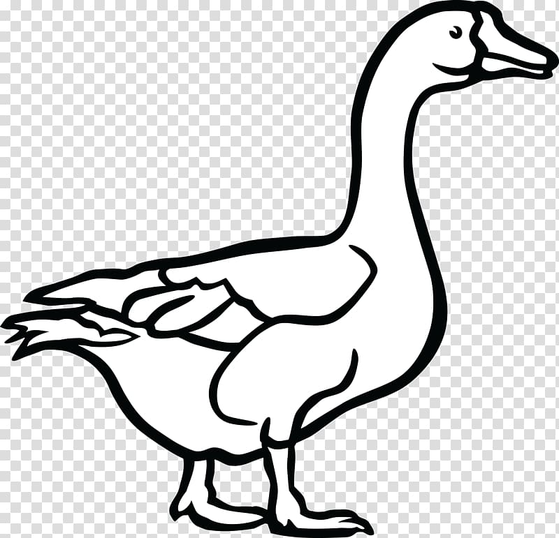 Canada Goose Duck Black and white , goose transparent