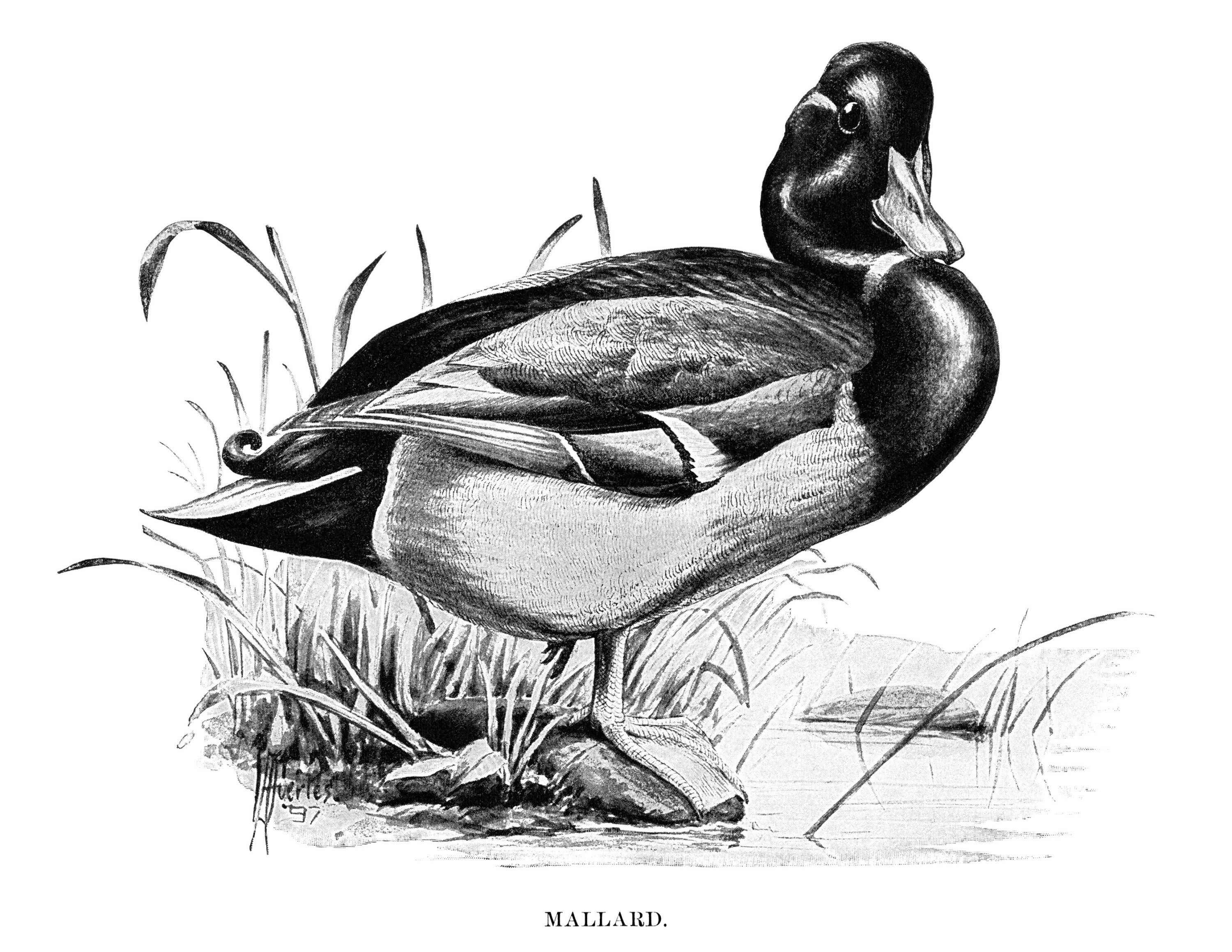 Duck clip art, mallard illustration, black and white