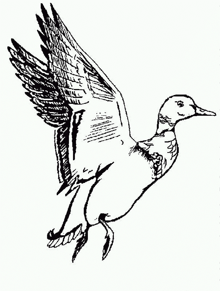 Mallard Duck Clipart Black And White
