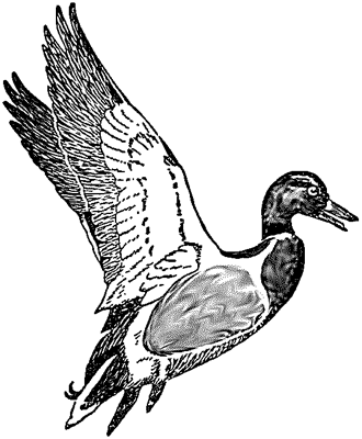 Free Flying Duck Cliparts, Download Free Clip Art, Free Clip