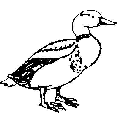 Mallard duck clip art black and white