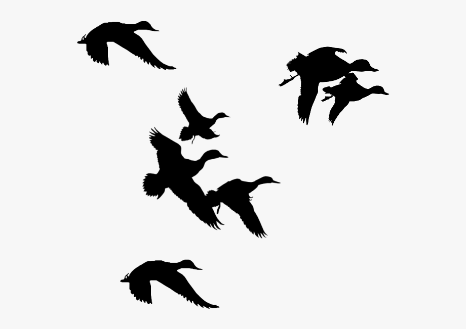 duck clipart black and white transparent background