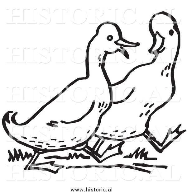 Historical Clipart of Two Walking Ducks