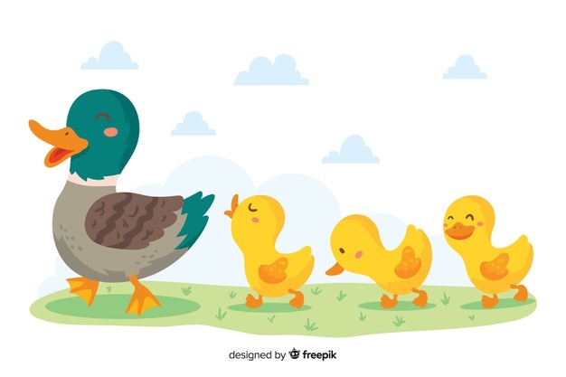 Duck Vectors, Photos and PSD files