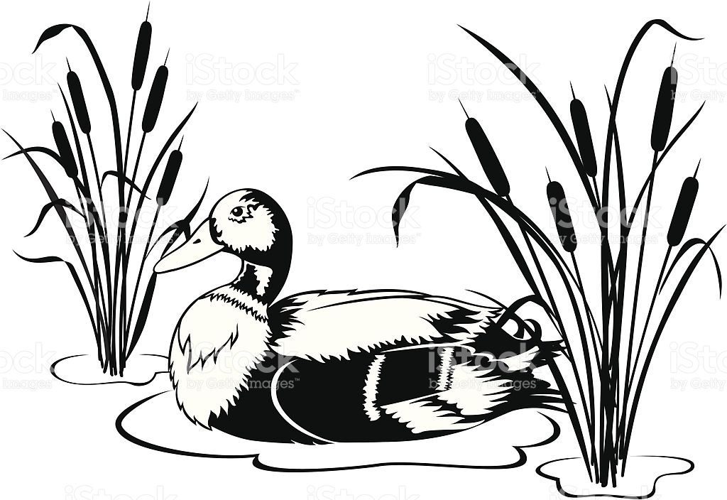 Black and white vector illustration of a Mallard duck