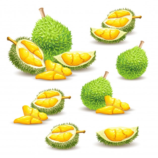 Set of vector illustrations, icons of a durian fruit Vector