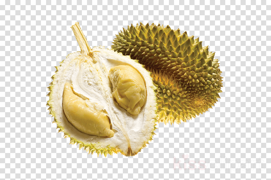 Durian fruit food cempedak artocarpus clipart