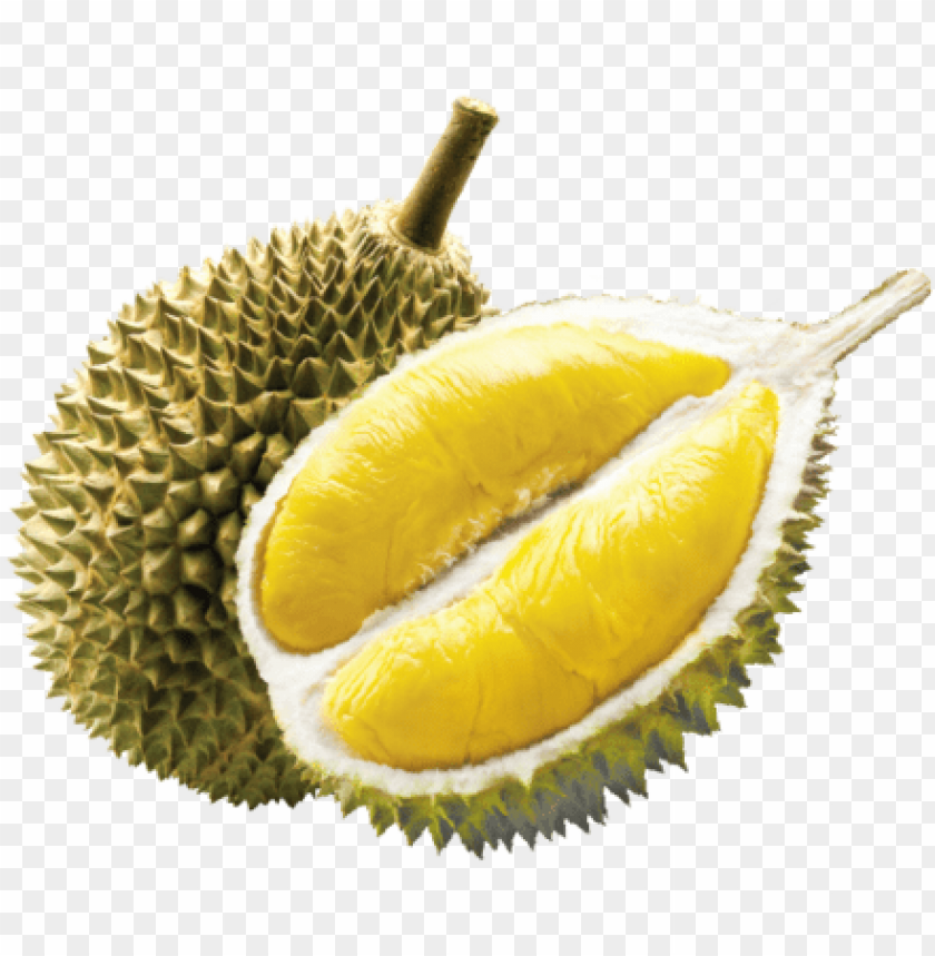 Durian fruit png.