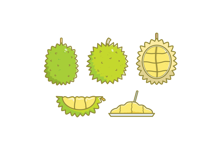 Durian vector illustrations.