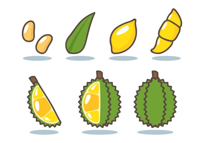 Durian vector download.