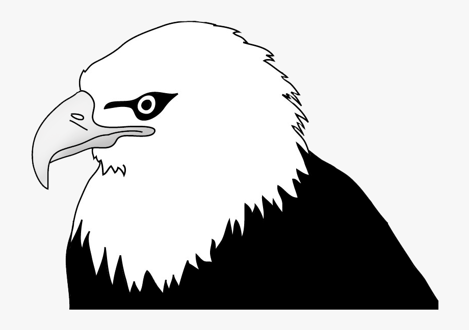 Bald eagle head.