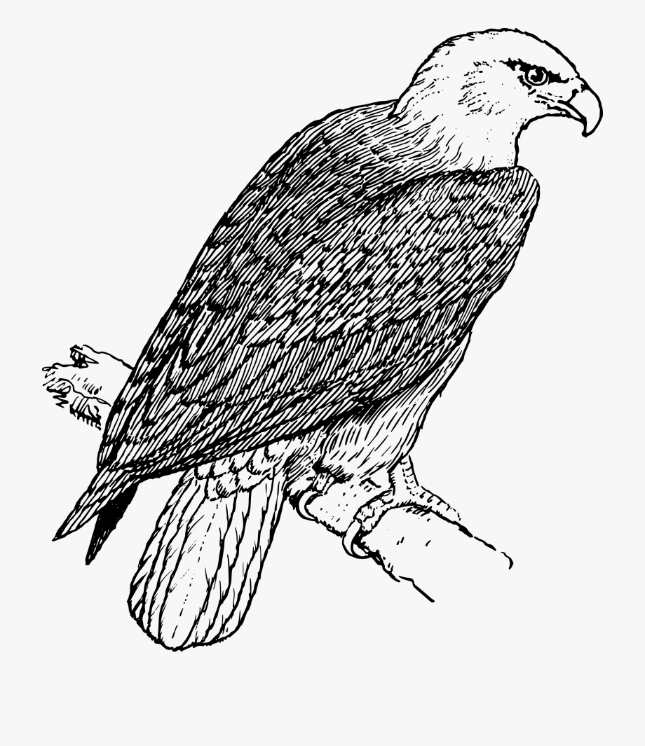 eagle clipart black and white coloring