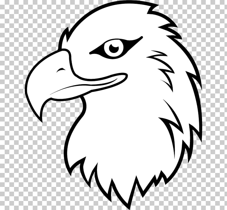 Bald eagle whitetailed.