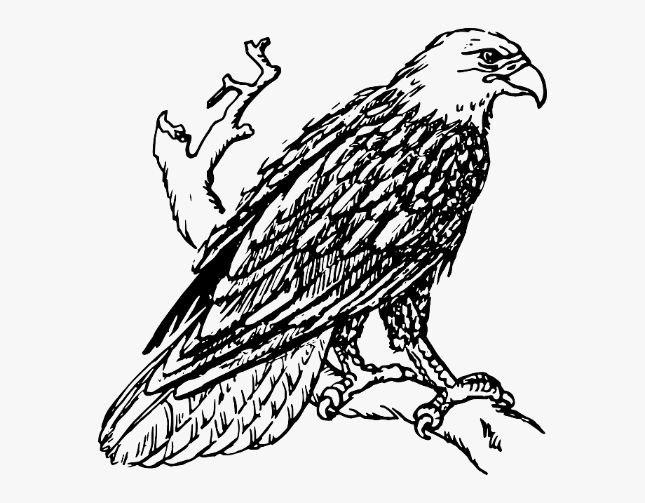 eagle clipart black and white drawing