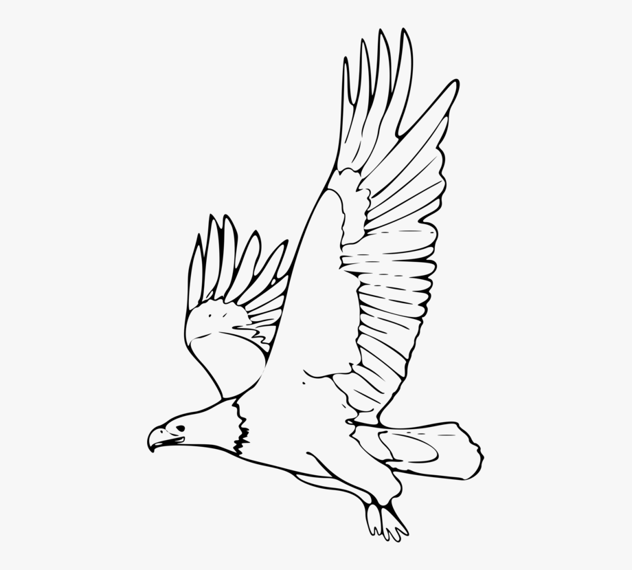 Bald eagle drawing.