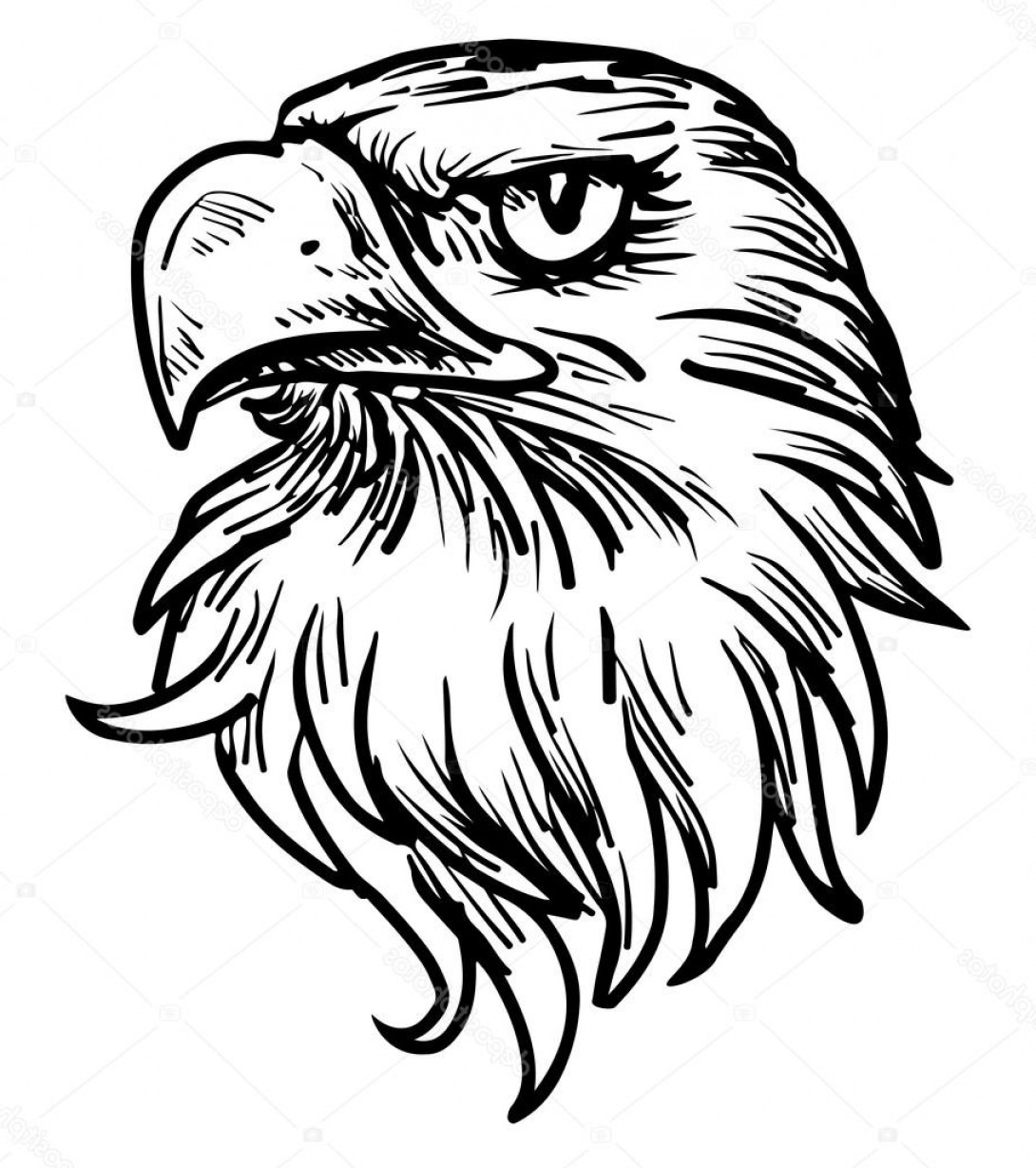 Eagle face drawing.