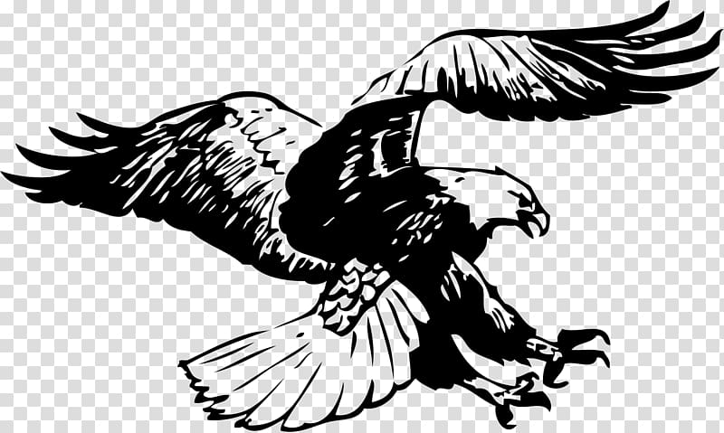 Black bald eagle flying , Bald Eagle Black