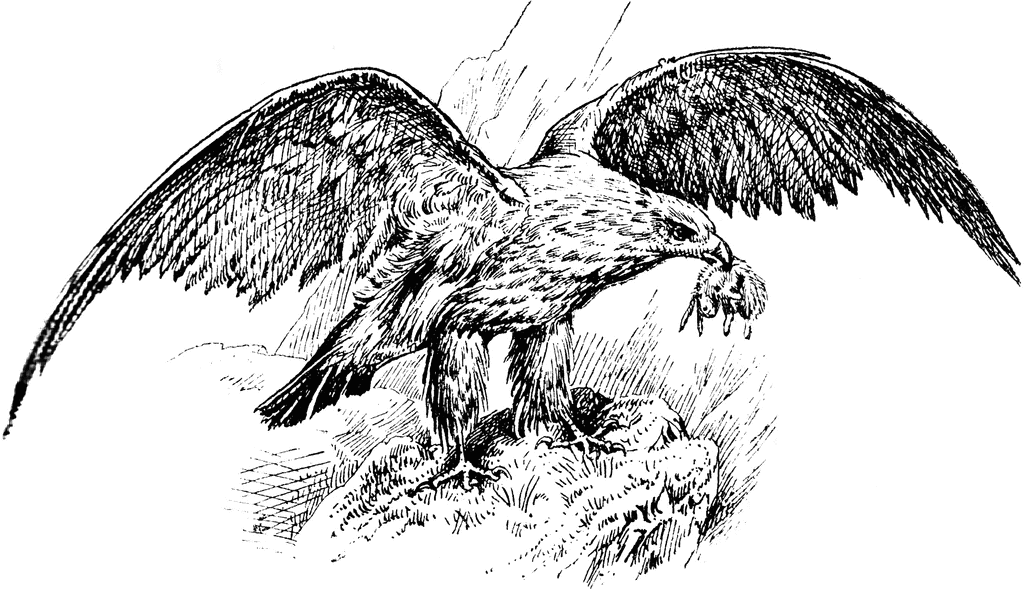eagle clipart black and white golden