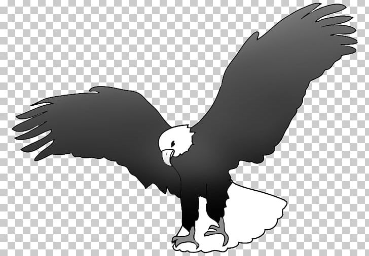 Bald Eagle Black And White Black