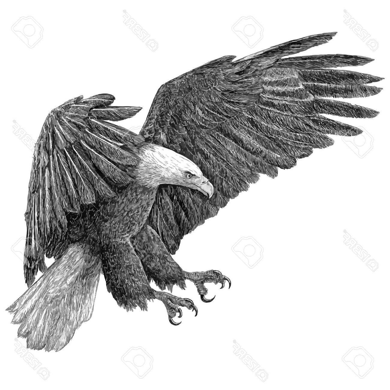 Best American Eagle Black And White Vector Photos