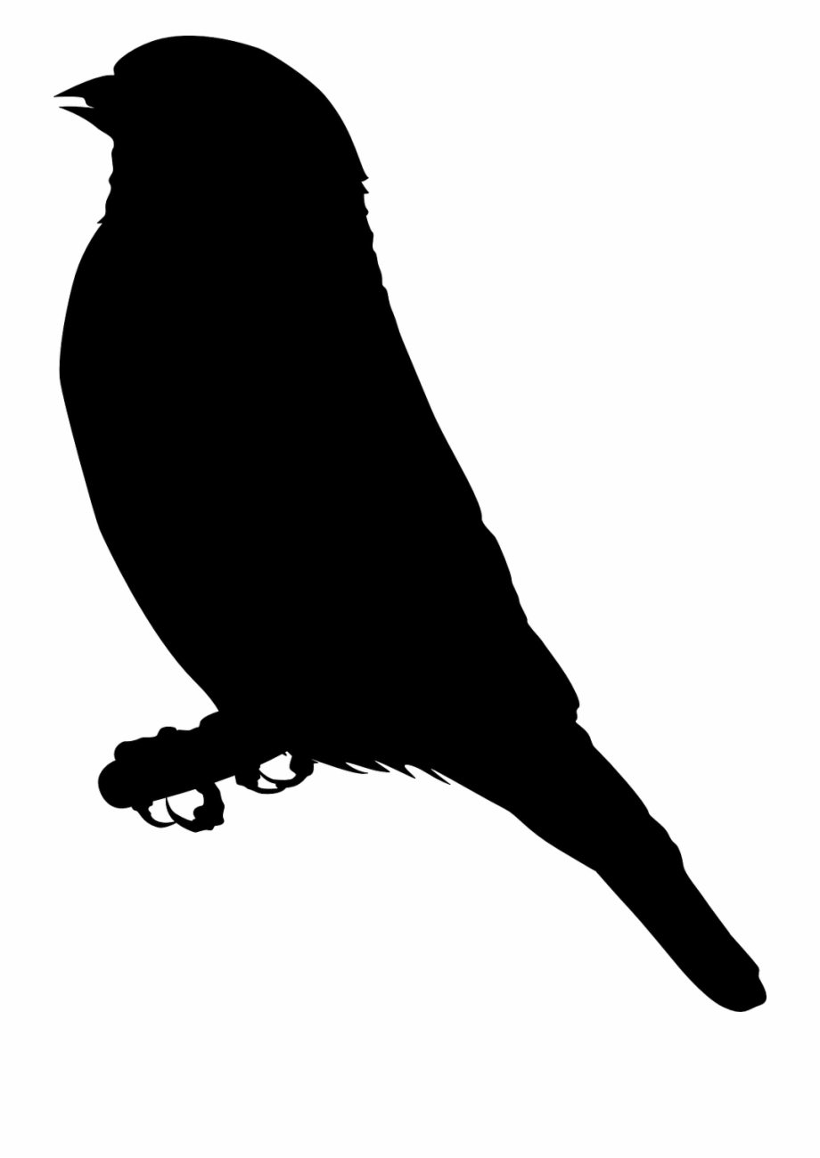 Silhouette bird black.