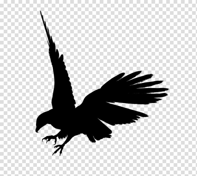 eagle clipart black and white transparent background