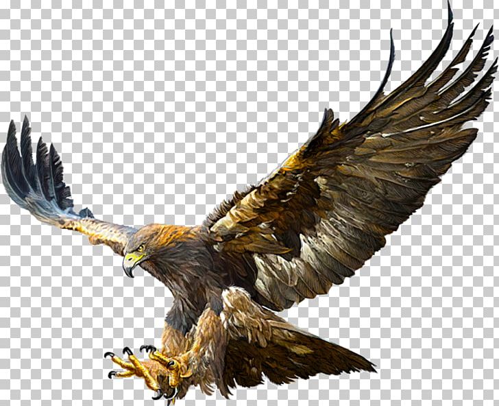 Bald Eagle Golden Eagle Flight Drawing PNG, Clipart, Bald