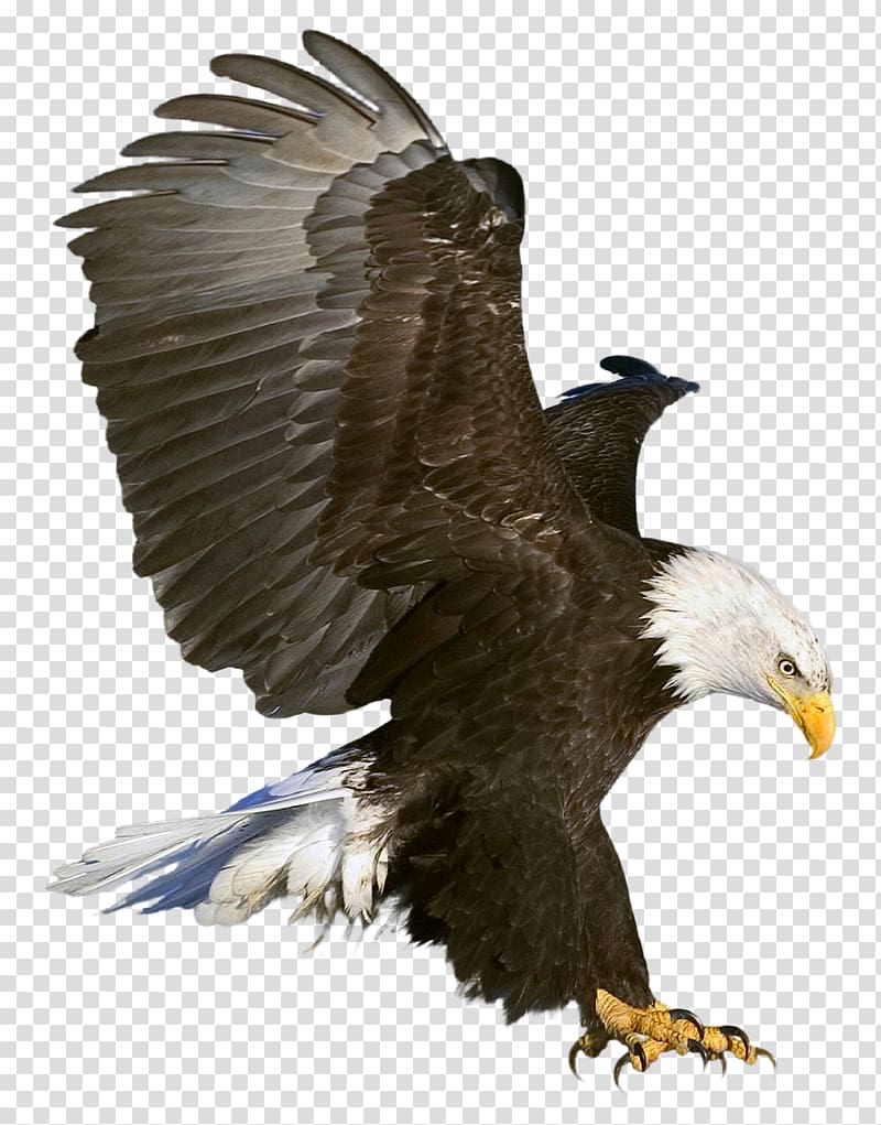 American bald eagle.