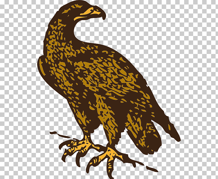 Golden eagle cartoon.
