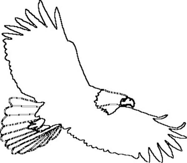 Free outline eagle.