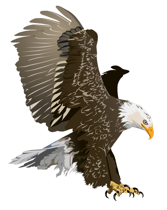 Realistic bald eagle.