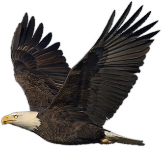 Free Eagle Flying Cliparts, Download Free Clip Art, Free