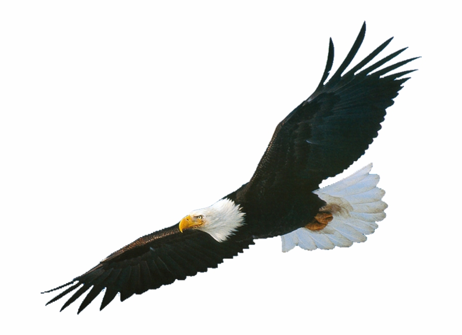Black eagle thumb.