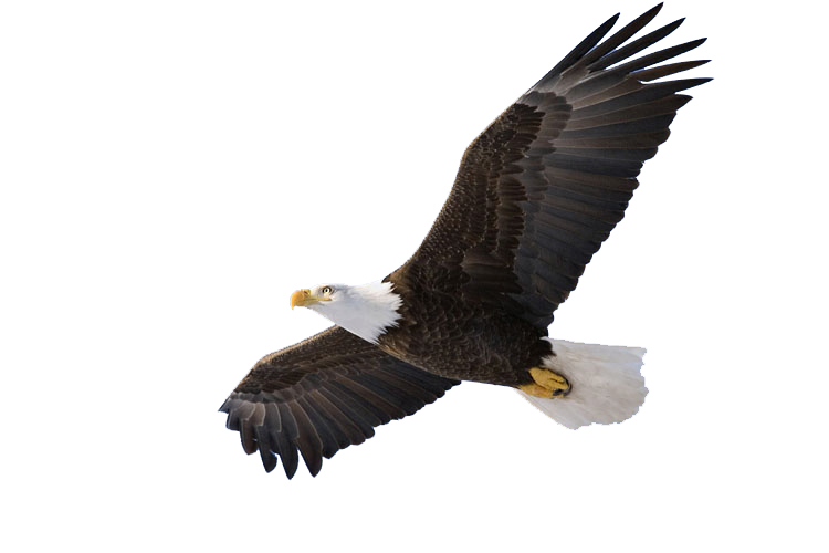 eagle clipart soaring