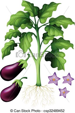 Eggplant plant clipart.