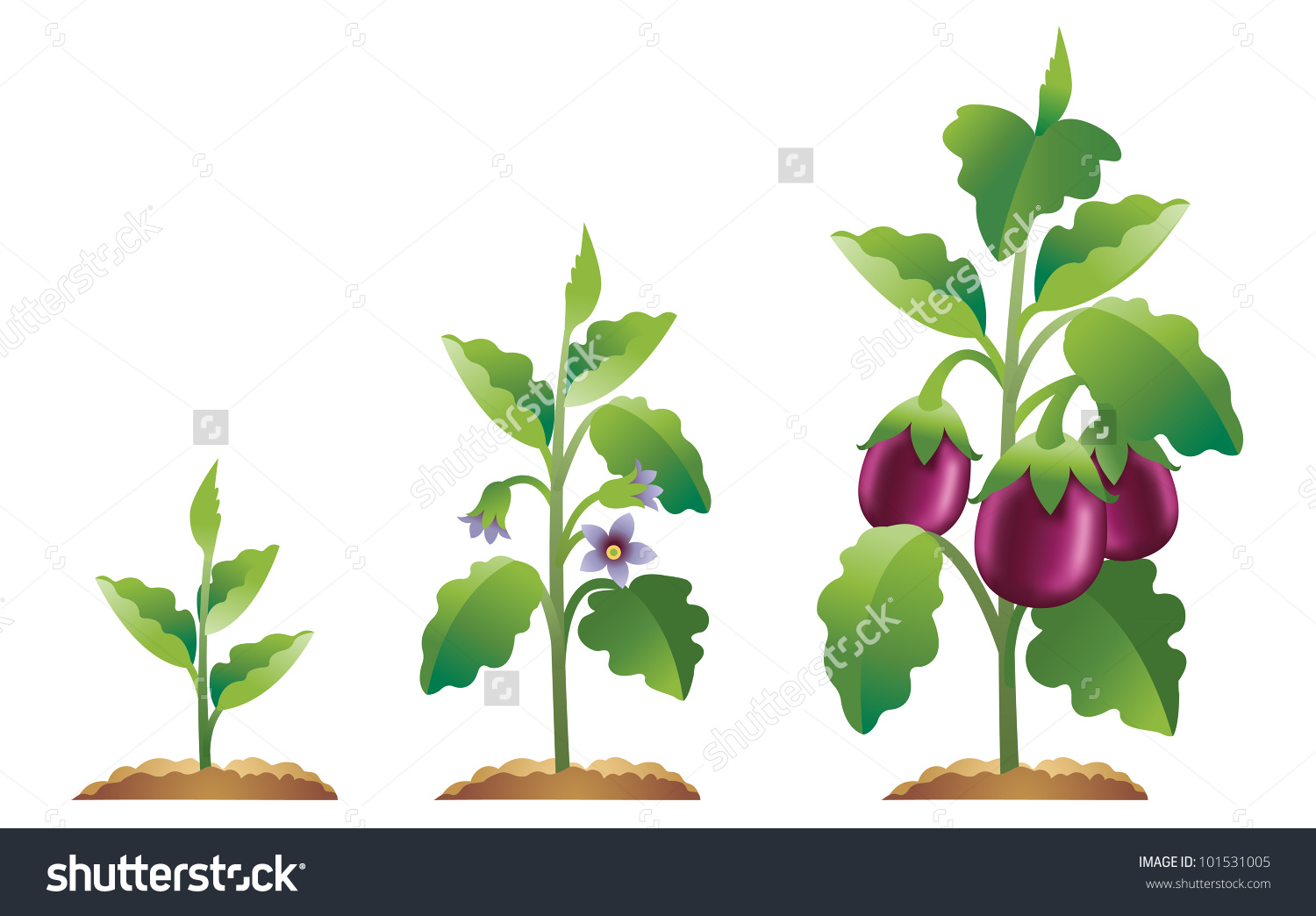Eggplant plant clipart