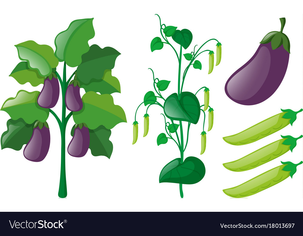 Eggplant and greenpea trees on white background