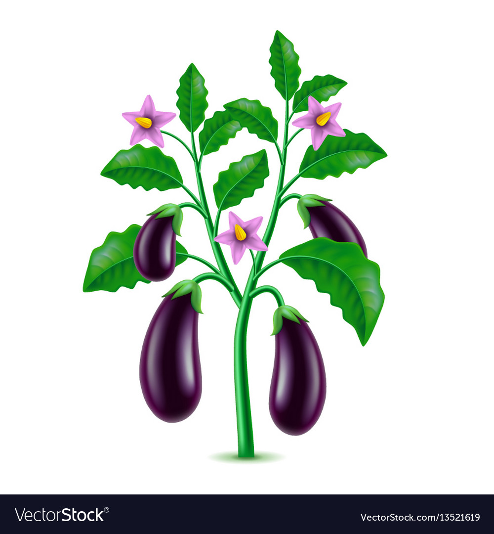 Growing eggplant isolated on white